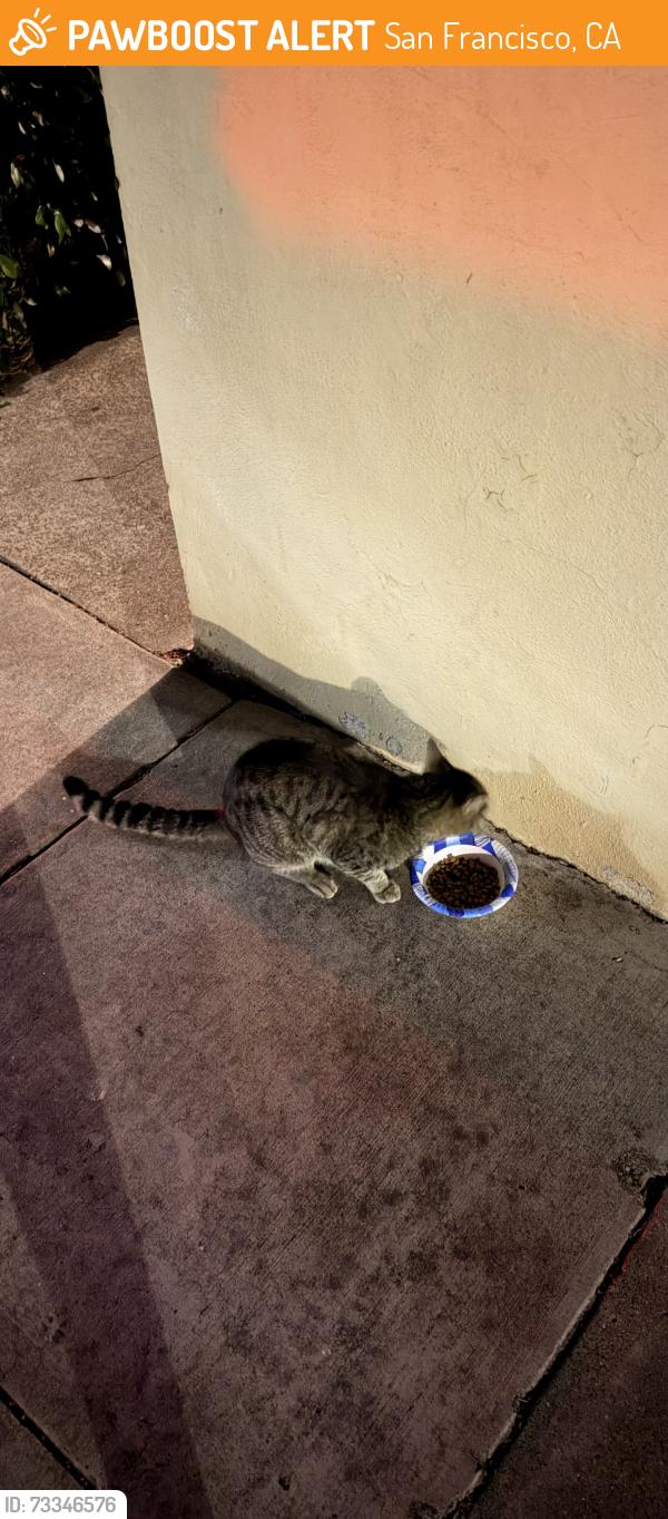 Found/Stray Female Cat last seen 26th and Guerrero, San Francisco, CA 94110
