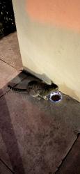 Found/Stray Female Cat last seen 26th and Guerrero, San Francisco, CA 94110