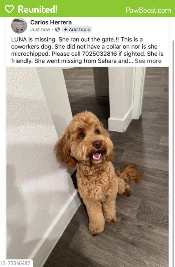 Reunited Female Dog last seen Sahara and Nellis near Winterwood Park, Las Vegas, NV 89104