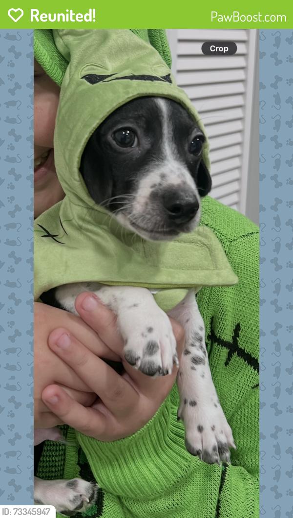 Reunited Female Dog last seen Cape valley and Horal, San Antonio, TX 78227