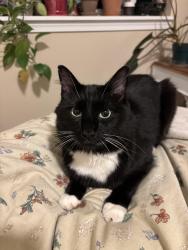 Found/Stray Unknown Cat last seen Willina Ranch apmts, Bothell, WA 98011