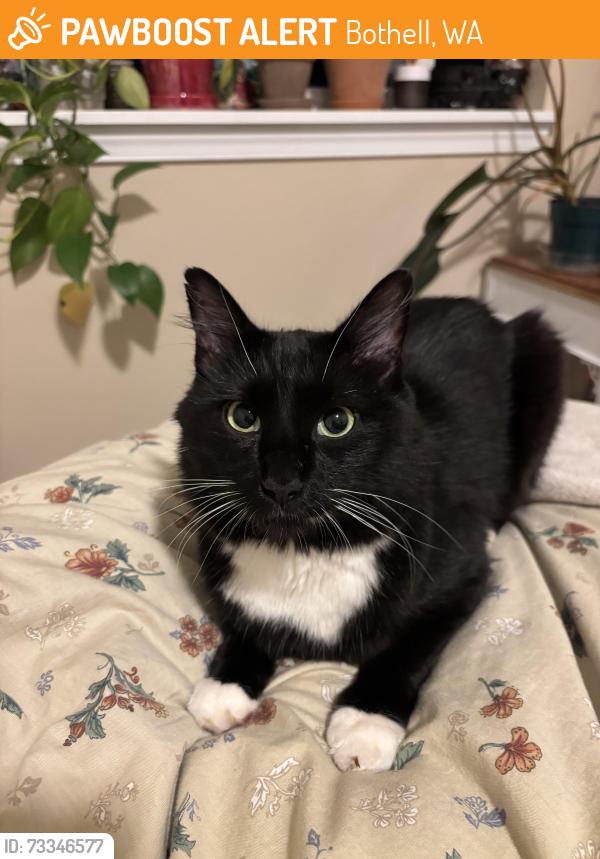 Found/Stray Unknown Cat last seen Willina Ranch apmts, Bothell, WA 98011
