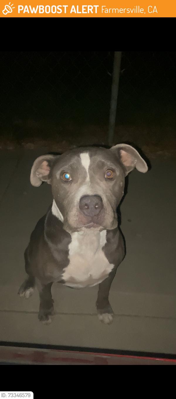 Found/Stray Female Dog last seen Near little Caesars, Farmersville, CA 93223