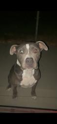 Found/Stray Female Dog last seen Near little Caesars, Farmersville, CA 93223