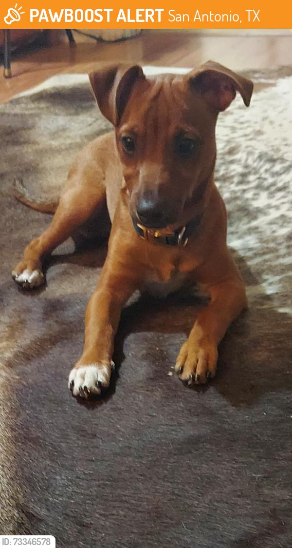 Found/Stray Male Dog last seen North Flores st, San Antonio, TX 78213