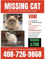 Lost Female Cat last seen Mount McKinley & Mount Vista, San Jose, CA 95127