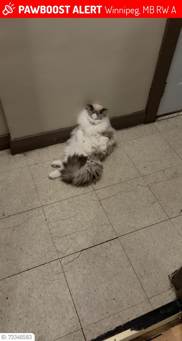 Lost Male Cat last seen McGregor, Winnipeg, MB R2W 2A6