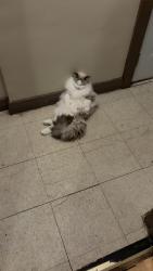 Lost Male Cat last seen McGregor, Winnipeg, MB R2W 2A6