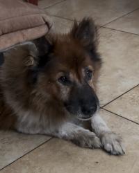 Reunited Male Dog last seen River st & Apache, Tempe, AZ 85281