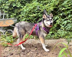 Lost Female Dog last seen Mt Pleasant and Germantown Ave, Philadelphia, PA 19119