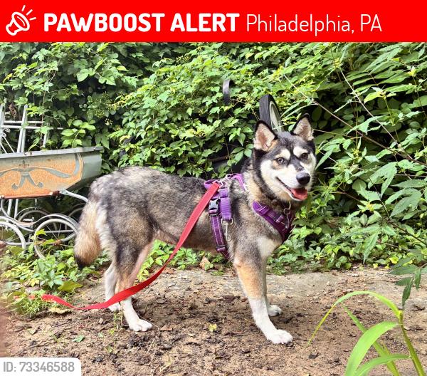 Lost Female Dog last seen Mt Pleasant and Germantown Ave, Philadelphia, PA 19119