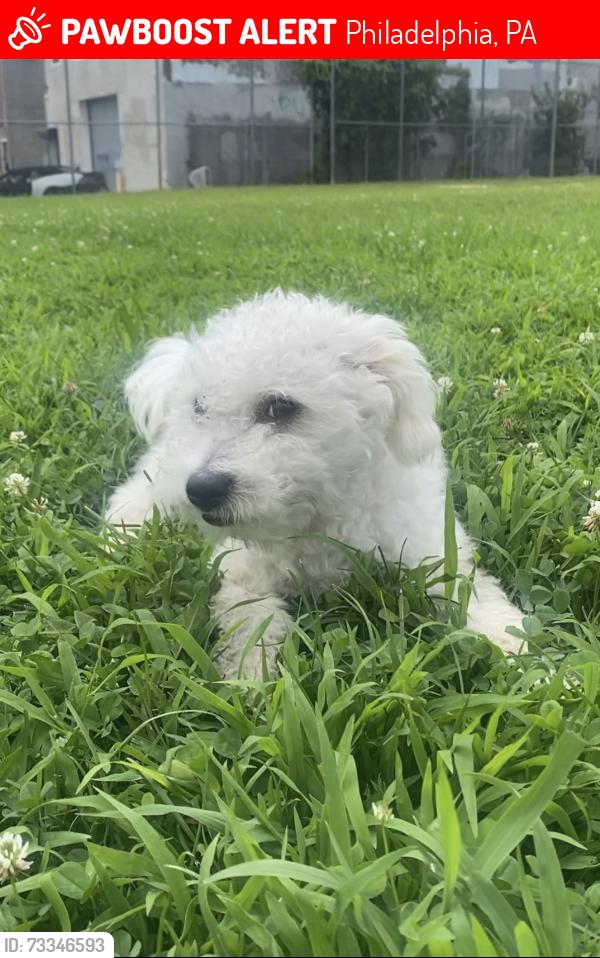 Lost Male Dog last seen 4th and York, Philadelphia, PA 19133