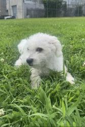 Lost Male Dog last seen 4th and York, Philadelphia, PA 19133