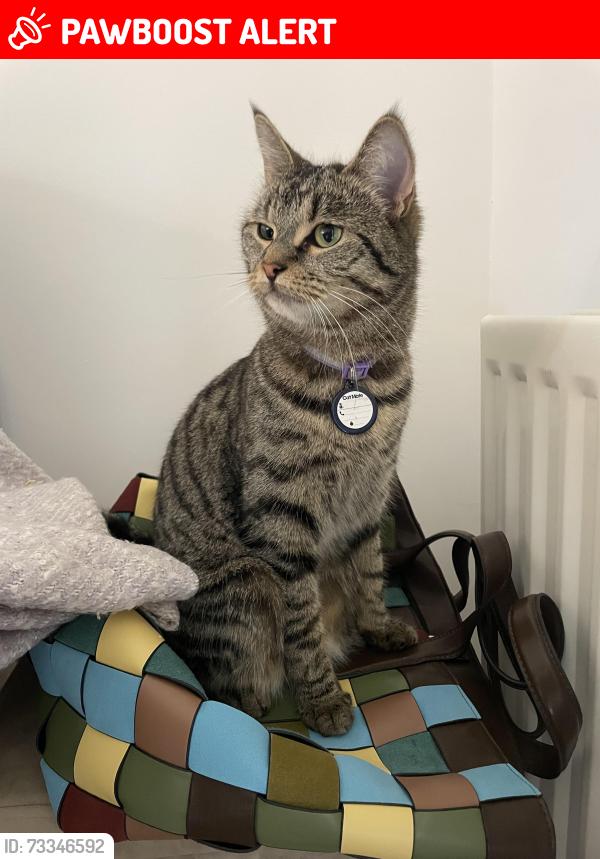 Lost Male Cat last seen Royal Green Road Northenden, Wythenshawe, England 