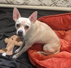Shelter Stray Male Dog last seen Near Gardenia Street, Oceanside, CA, 92057, Oceanside, CA 92058, USA