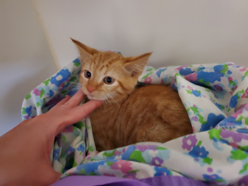 Shelter Stray Male Cat last seen Galveston Street, San Diego, CA, 92117, 5500 Gaines St, San Diego, CA 92110, USA