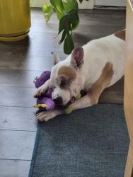 Shelter Stray Male Dog last seen Gaines Street, San Diego, CA, 92110, 5500 Gaines St, San Diego, CA 92110, USA