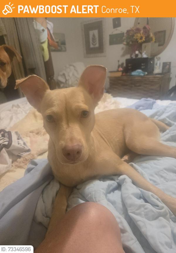 Found/Stray Female Dog last seen Dominos pizza parking lot, Conroe, TX 77306