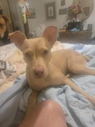 Found/Stray Female Dog last seen Dominos pizza parking lot, Conroe, TX 77306