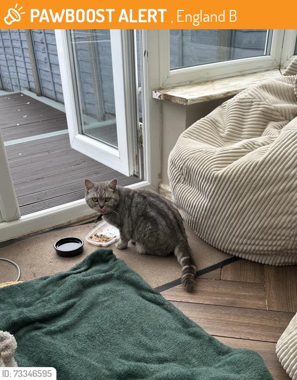 Found/Stray Female Cat last seen Downing Street, , England B63