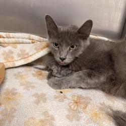 Shelter Stray Female Cat last seen , 361 S Raymond Ave, Pasadena, CA 91105, USA