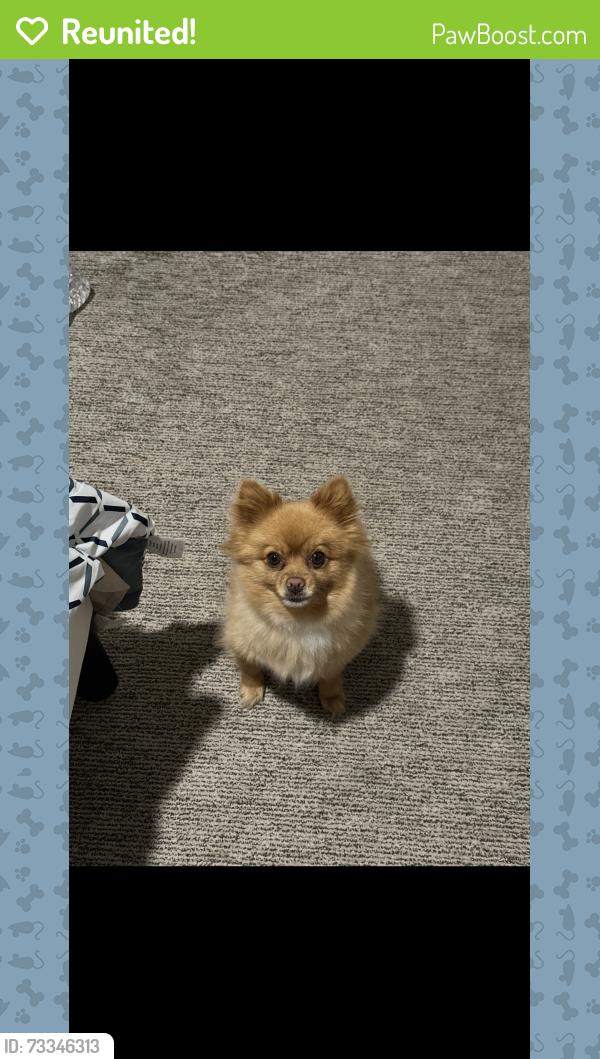 Reunited Male Dog last seen NE 72nd Way, Vancouver, WA 98682