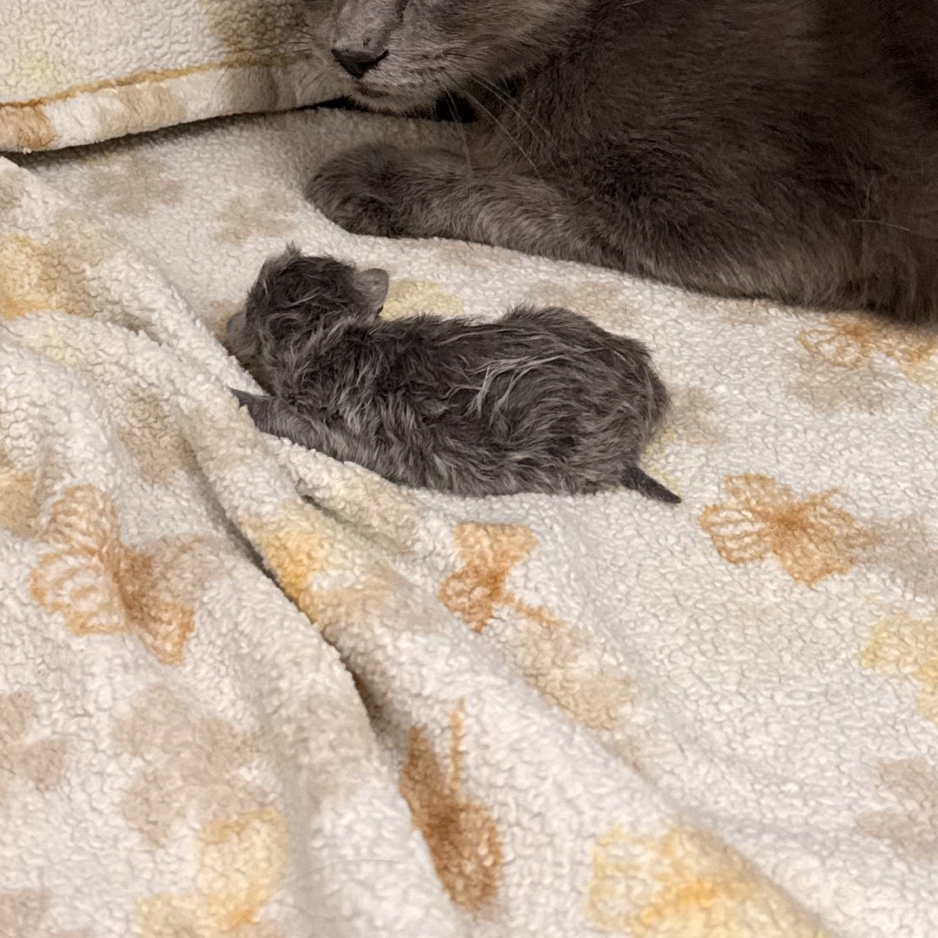 Shelter Stray Unknown Cat last seen , 361 S Raymond Ave, Pasadena, CA 91105, USA