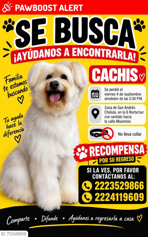 Lost Female Dog last seen Calle Maximiliano, San Andres Cholula, San Andrés Cholula, Pue. 72810