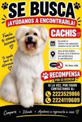 Lost Female Dog last seen Calle Maximiliano, San Andres Cholula, San Andrés Cholula, Pue. 72810