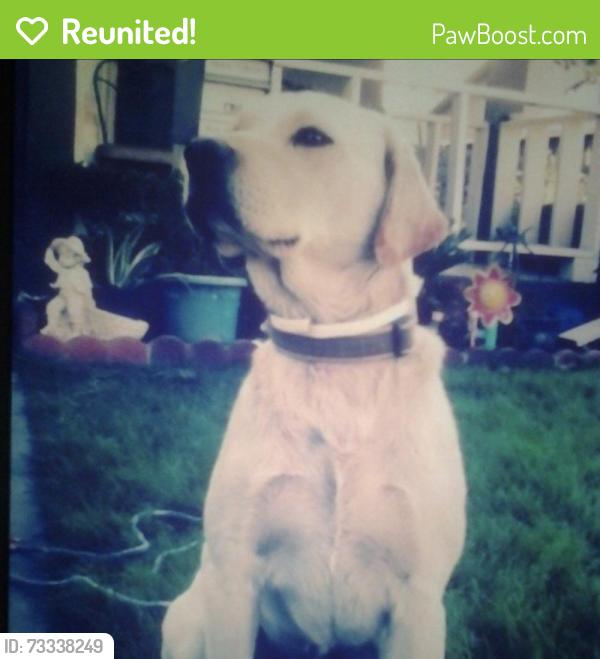 Reunited Male Dog last seen City Hall, Corona, CA 92882