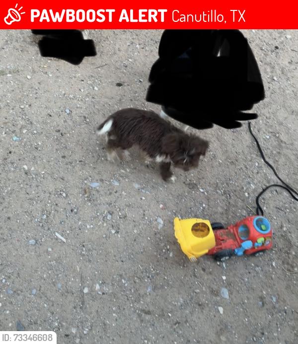 Lost Female Dog last seen Canutillo tx, Canutillo, TX 79835