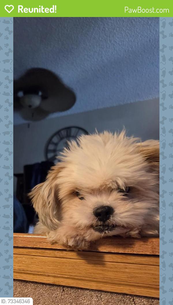 Reunited Male Dog last seen 92nd and eaton, Westminster, CO 80031