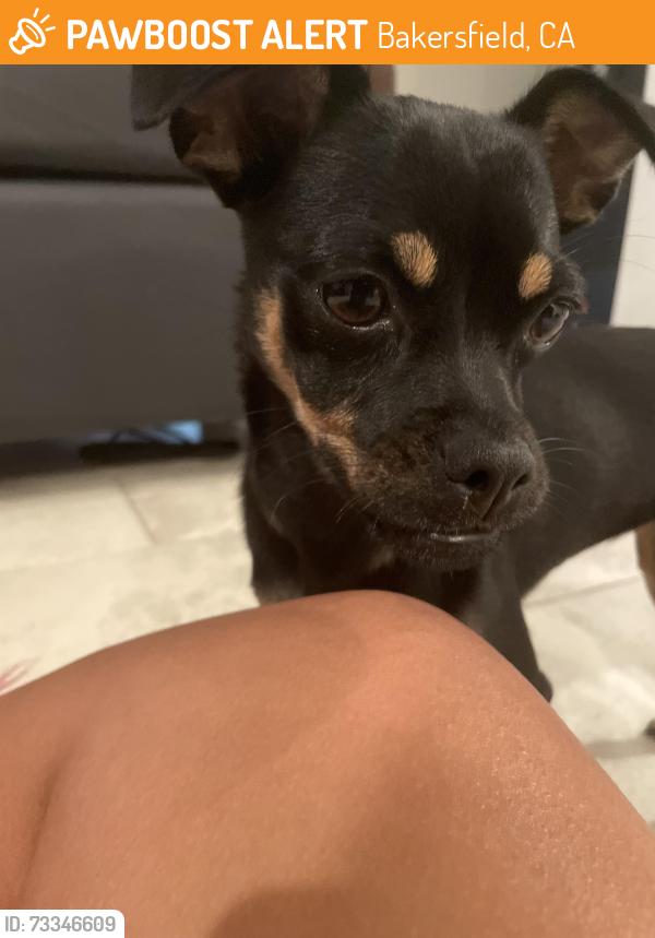 Found/Stray Female Dog last seen Lewis Puller Drive, Bakersfield, CA 93301