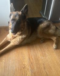 Reunited Female Dog last seen Corner Alamance Rd & Hoskins Rd, Burlington, NC 27215