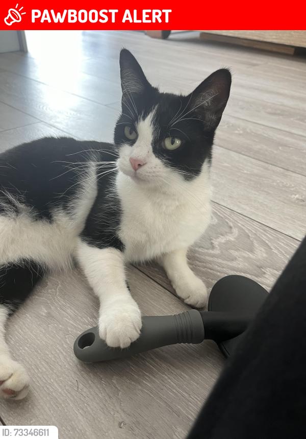 Lost Female Cat last seen Residential area, West Midlands, England B31 3NZ