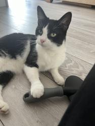 Lost Female Cat last seen Residential area, West Midlands, England B31 3NZ
