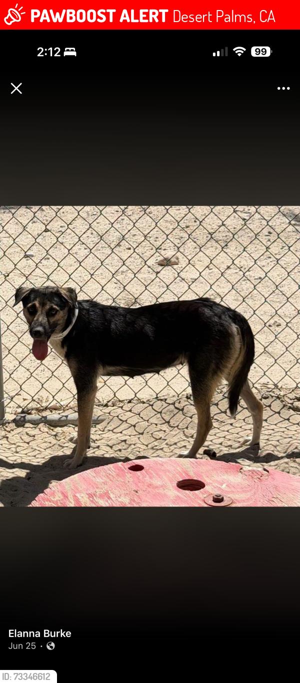 Lost Female Dog last seen Brandywine and Edgebrook Sun City Palm Desert, Desert Palms, CA 92211