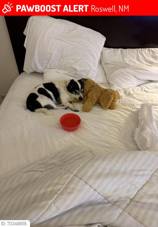 Lost Male Dog last seen Near e Lewis st, Roswell, NM 88203