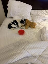 Lost Male Dog last seen Near e Lewis st, Roswell, NM 88203
