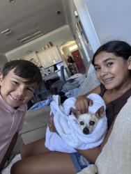 Reunited Female Dog last seen Dutch bros, Ontario, CA 91761