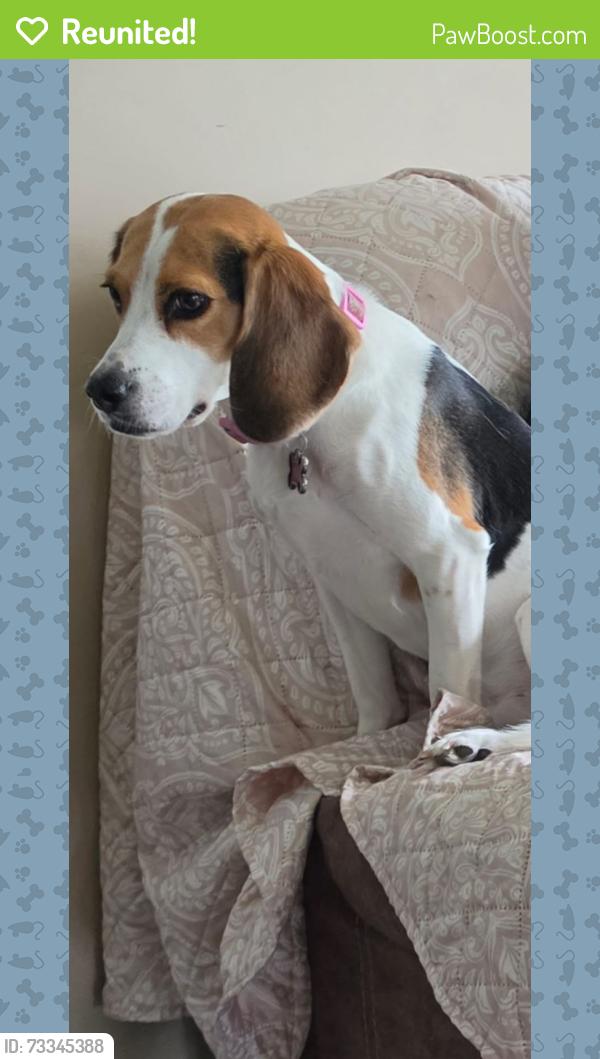 Reunited Female Dog last seen Church down the street, Eaton, IN 47338