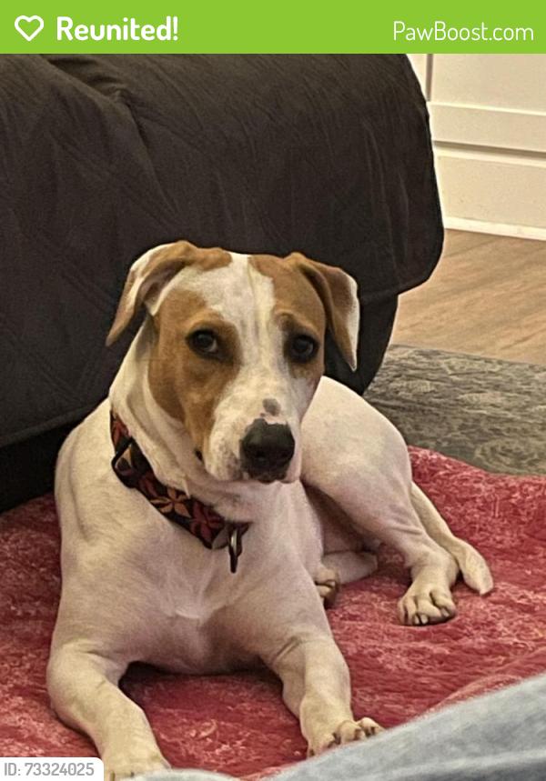 Reunited Female Dog last seen Old lake trail and arrowhead trail near 86, Hillsborough, NC 27278