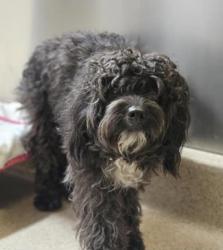 Shelter Stray Male Dog last seen Cabot space and science center, Oakland, CA, 1101 29th Ave, Oakland, CA 94601, USA