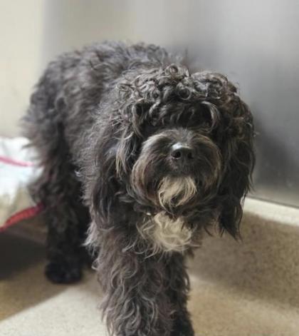 Shelter Stray Male Dog last seen Cabot space and science center, Oakland, CA, 1101 29th Ave, Oakland, CA 94601, USA