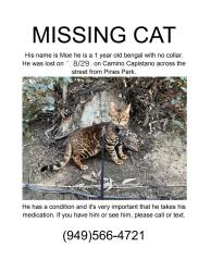 Lost Male Cat last seen Near Calle Fortuna, Dana Point, CA 92624, Dana Point, CA 92624