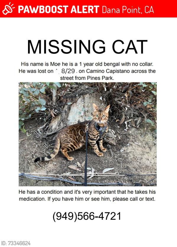 Lost Male Cat last seen Near Calle Fortuna, Dana Point, CA 92624, Dana Point, CA 92624