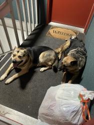 Found/Stray Male Dog last seen Fife High School, Fife, WA 98424