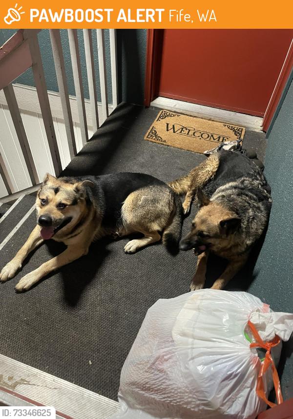 Found/Stray Male Dog last seen Fife High School, Fife, WA 98424