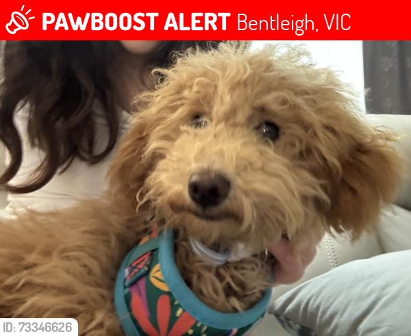 Lost Male Dog last seen Higgins rd park, Bentleigh, VIC 3204