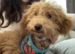 Lost Male Dog last seen Higgins rd park, Bentleigh, VIC 3204